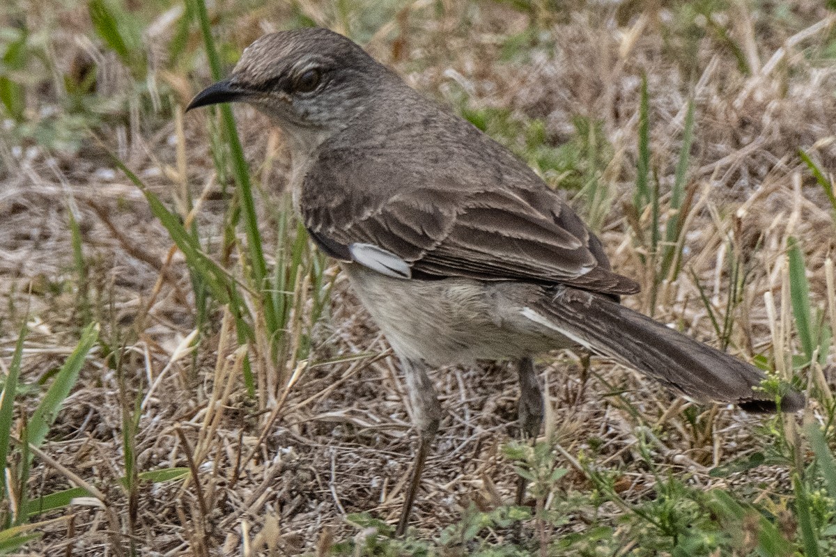 Northern Mockingbird - ML620652312