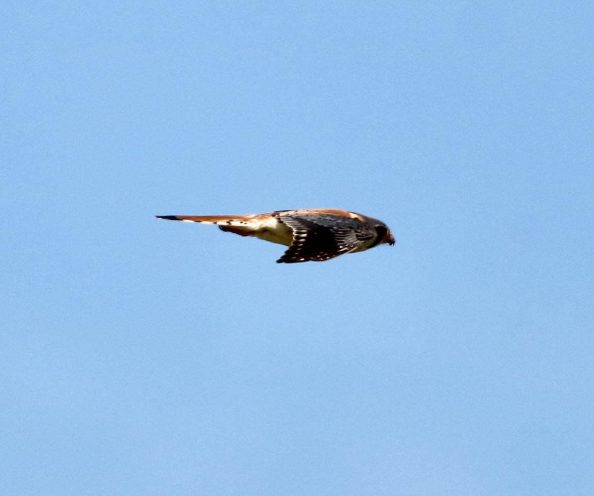 American Kestrel - ML620652313