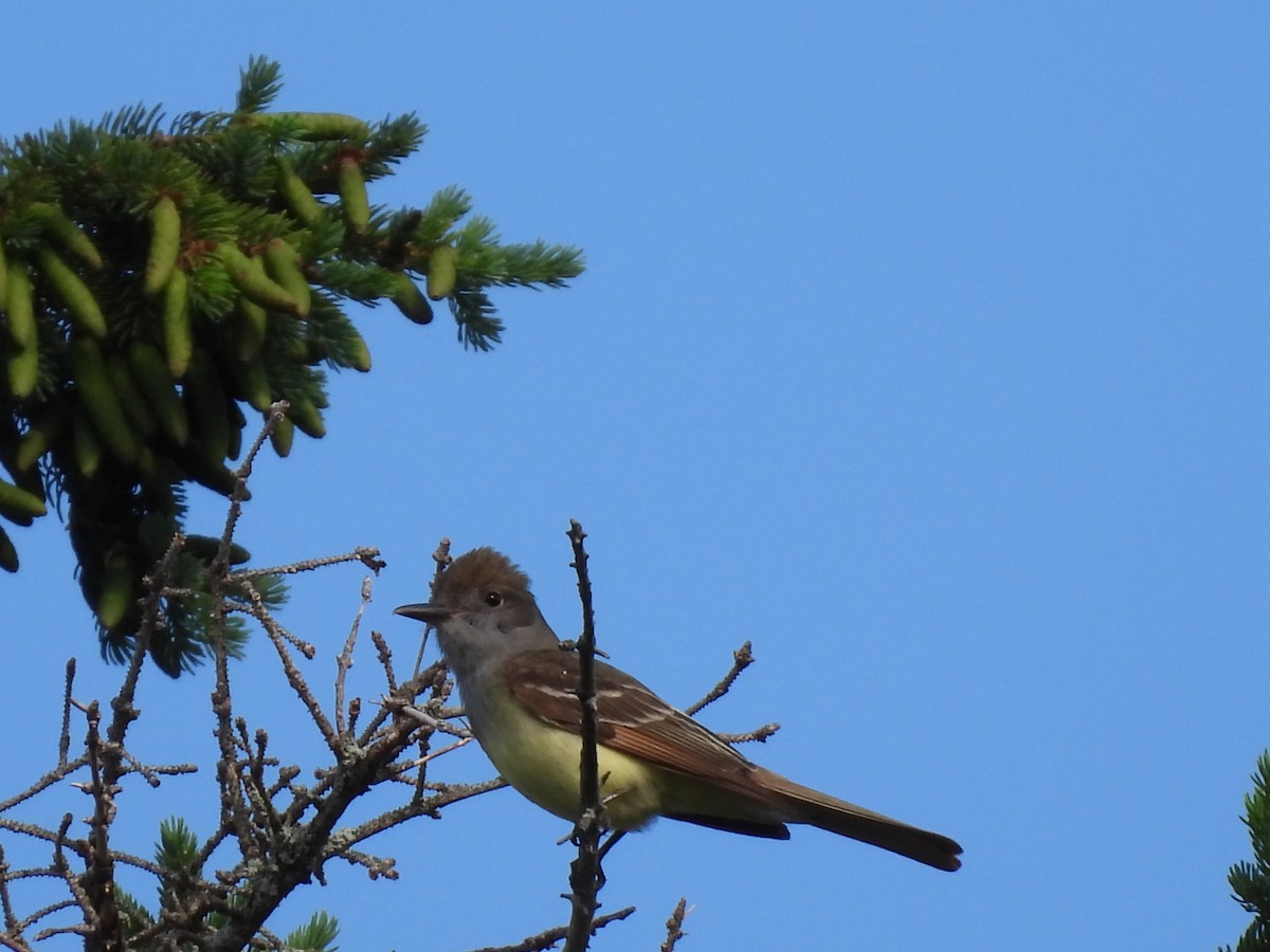 Great Crested Flycatcher - ML620652314