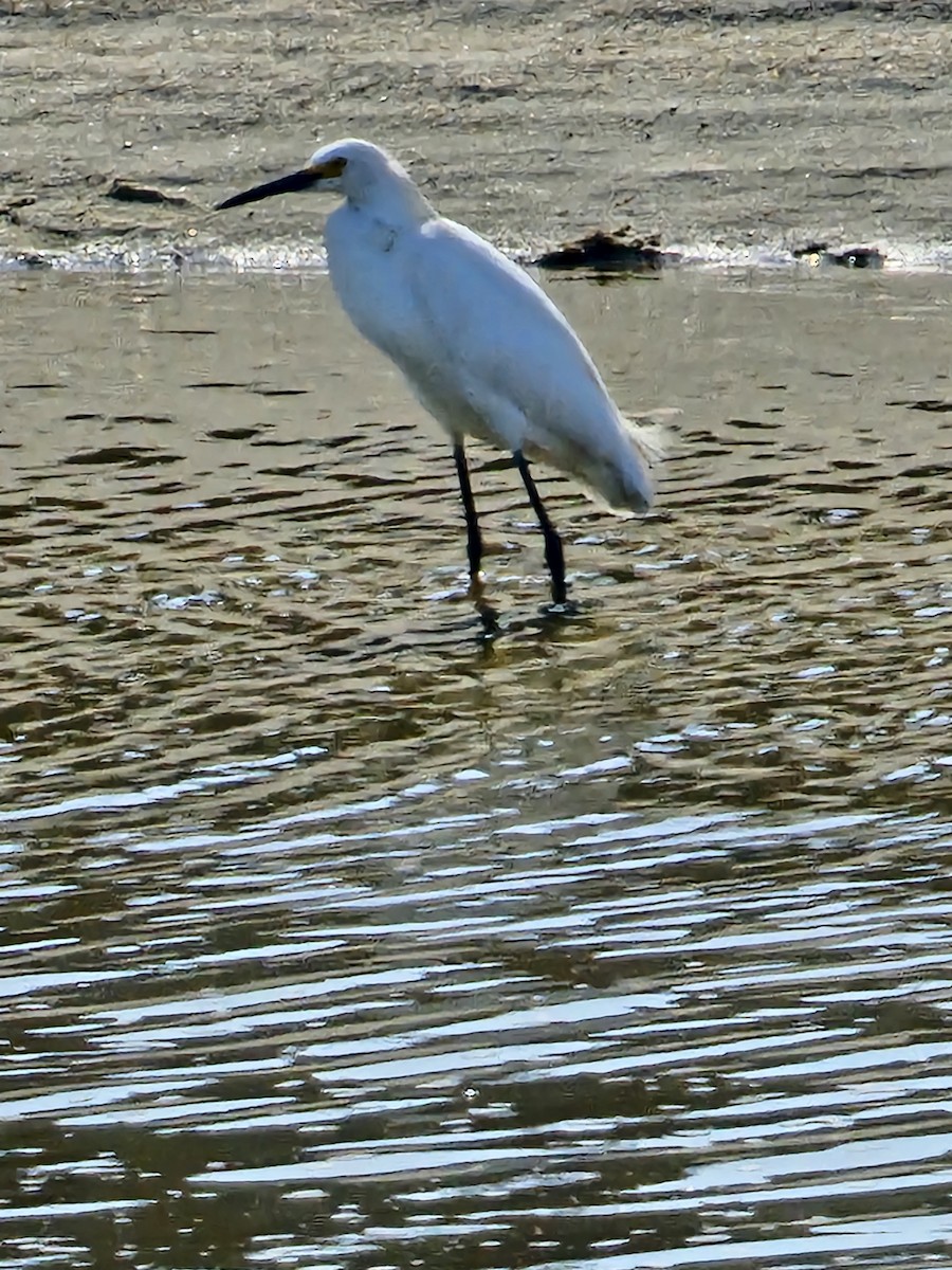 Snowy Egret - Joao Faustino