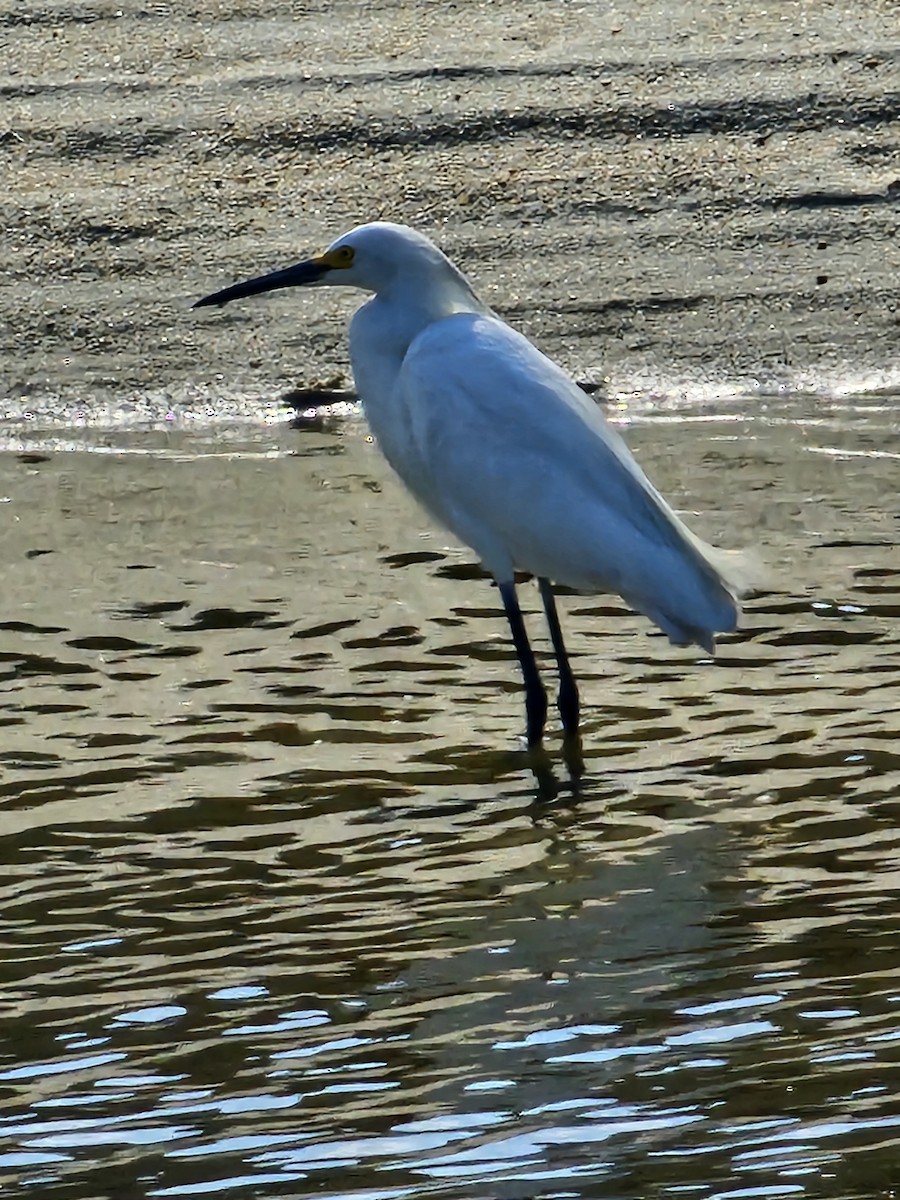 Snowy Egret - ML620652321