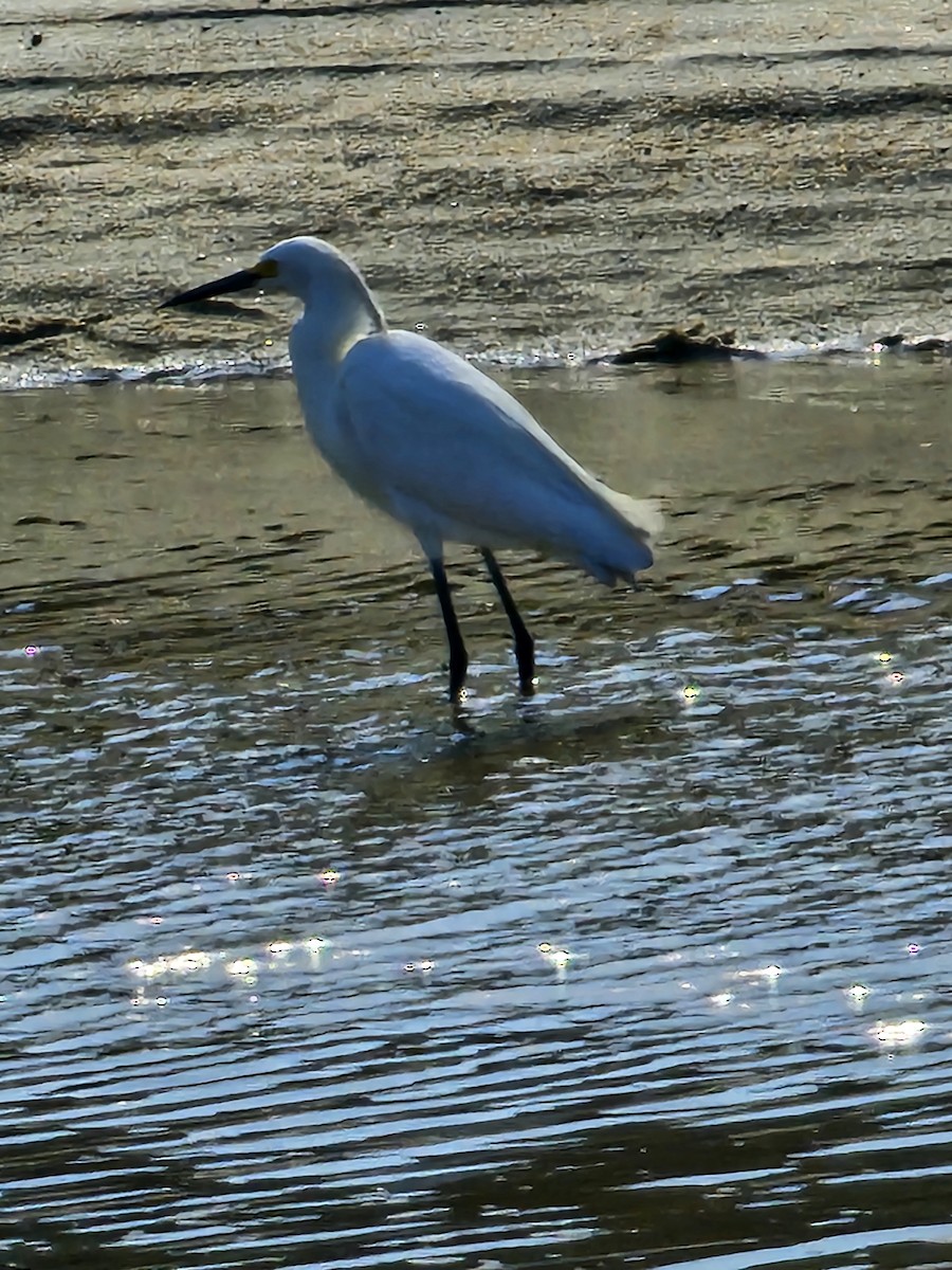 Snowy Egret - Joao Faustino