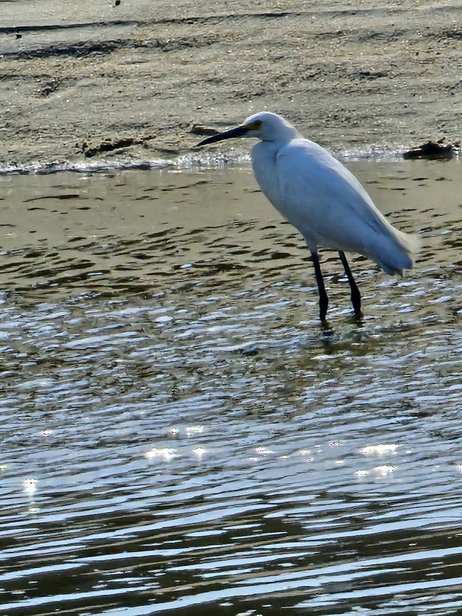 Snowy Egret - ML620652327