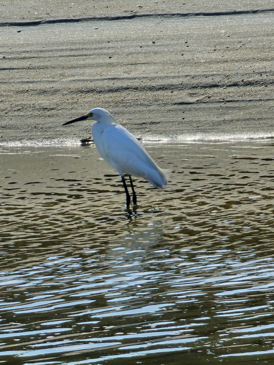 Snowy Egret - ML620652330