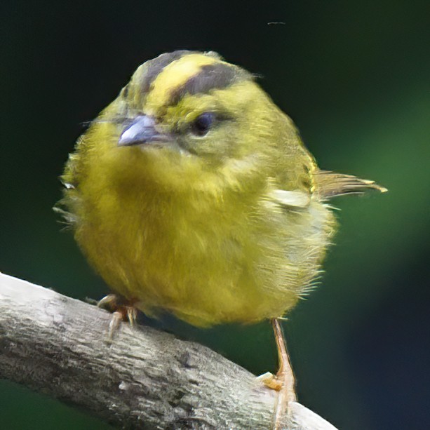 Choco Tyrannulet - Milton Paul