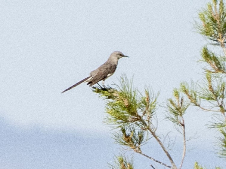 Northern Mockingbird - ML620652336