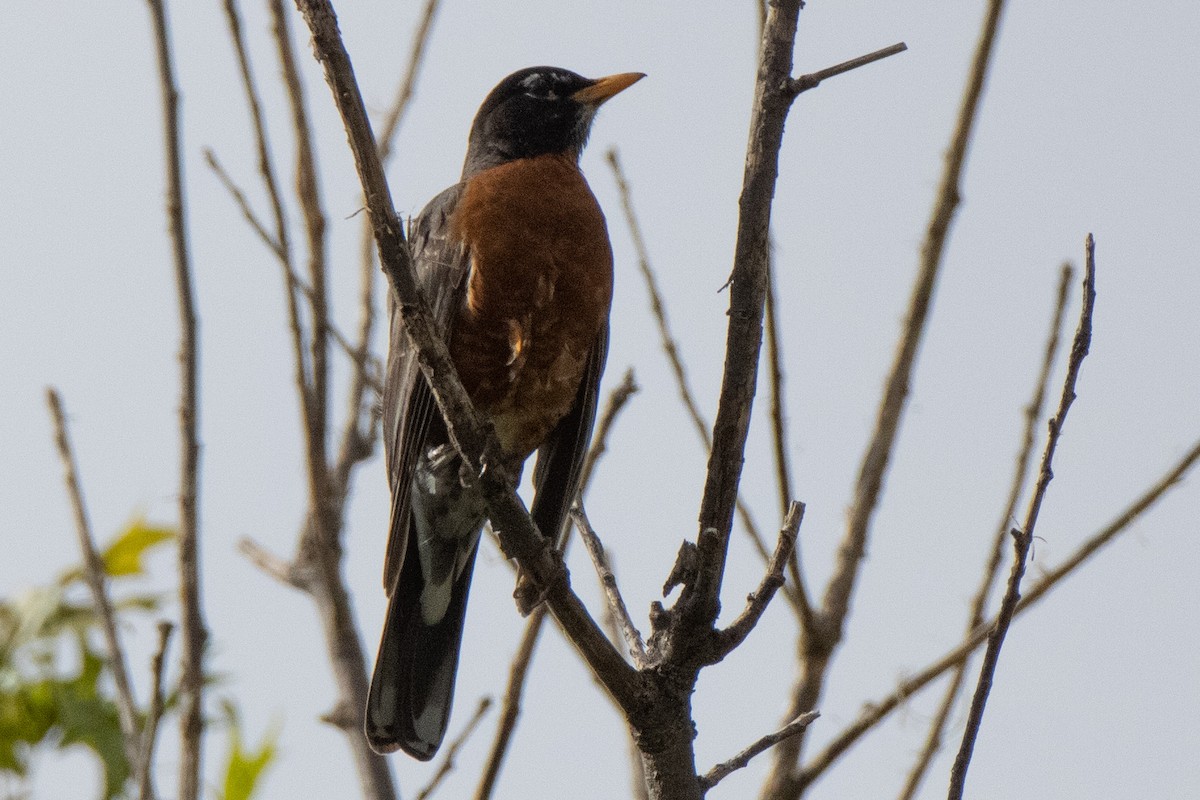 American Robin - ML620652338