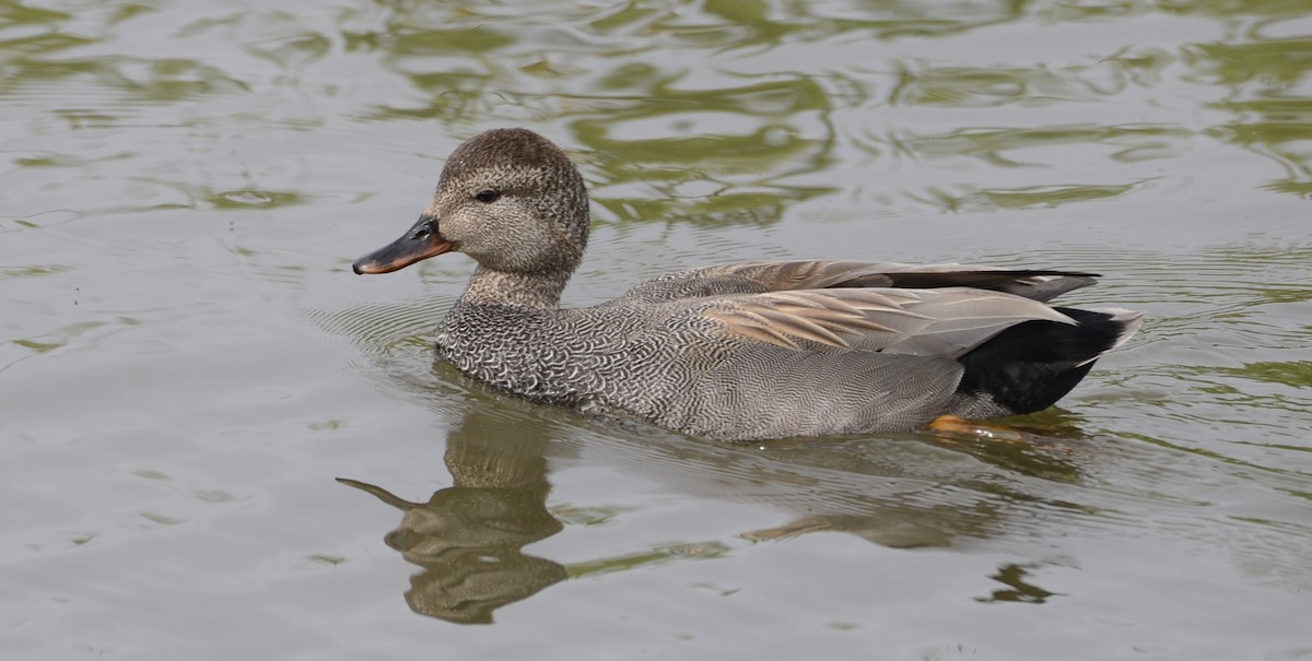 Gadwall - ML620652342