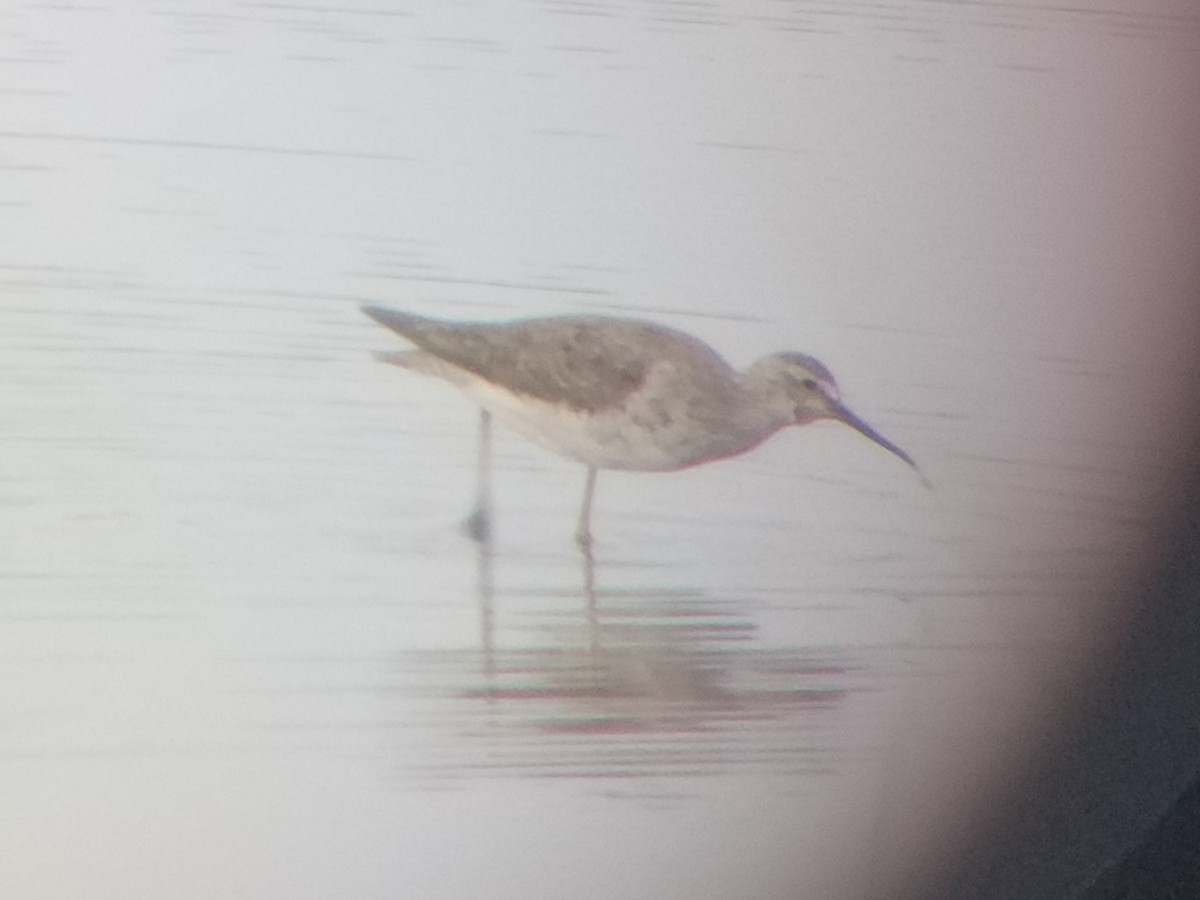 Stilt Sandpiper - ML620652345