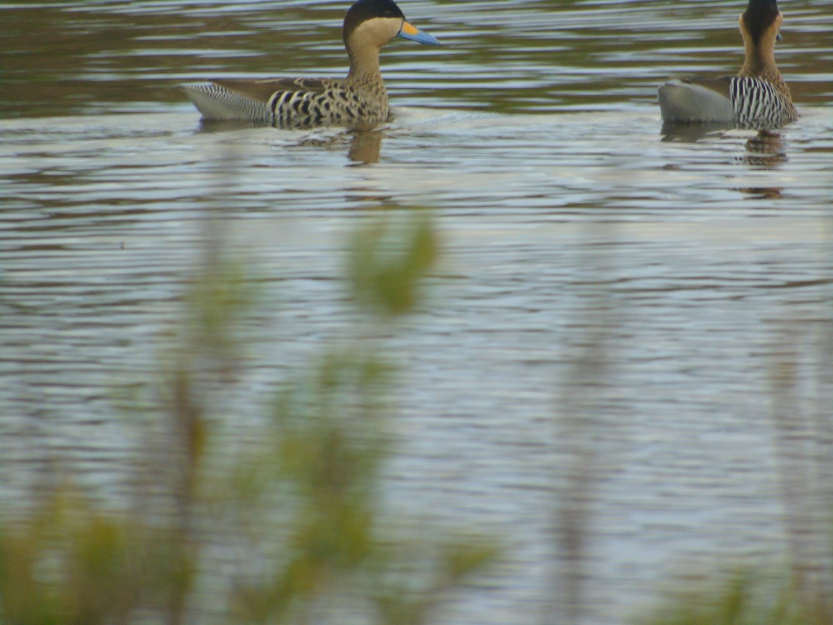 Silver Teal - ML620652348