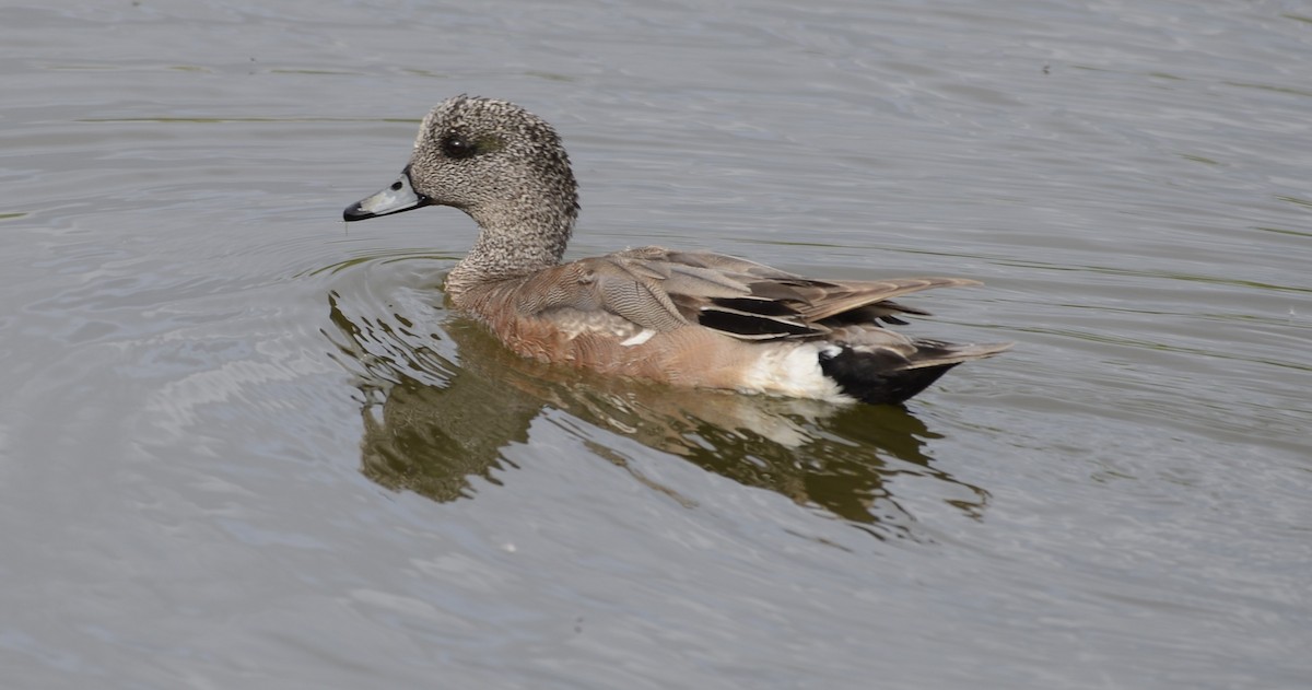 American Wigeon - ML620652350