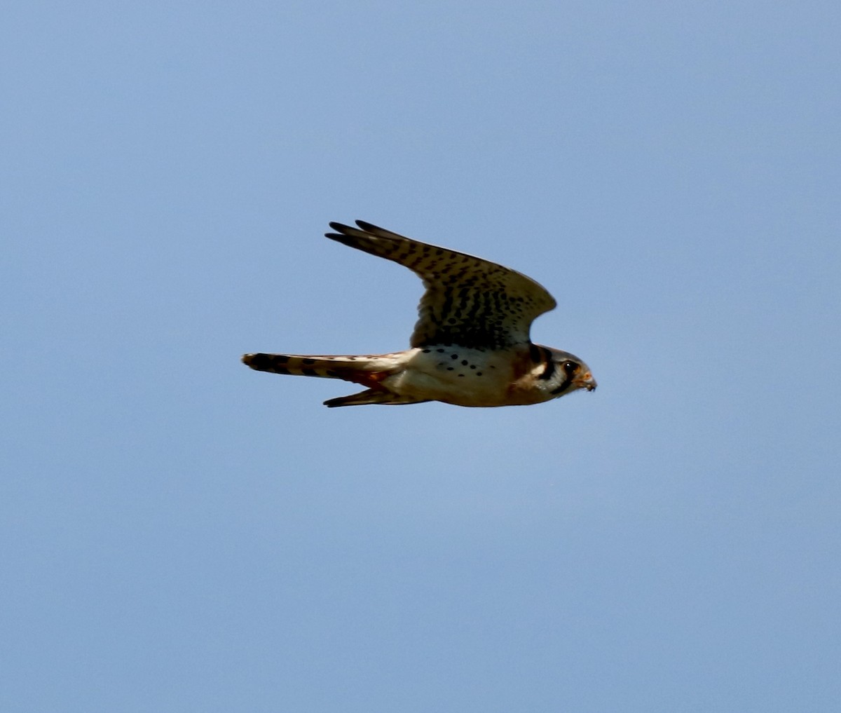 American Kestrel - ML620652351