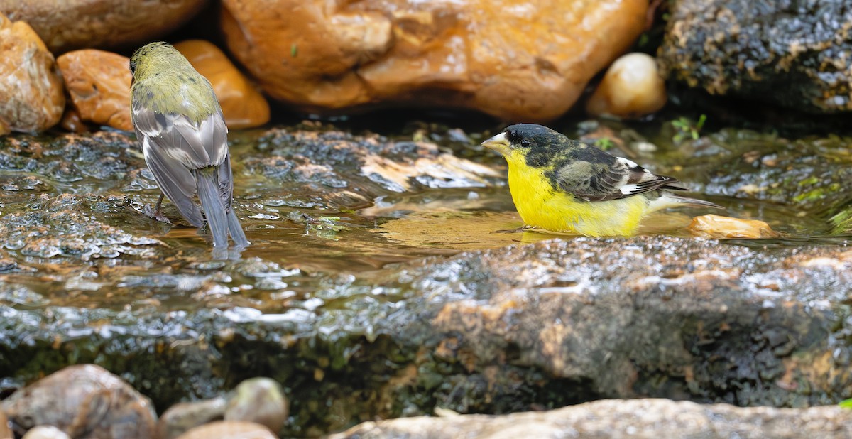 Lesser Goldfinch - ML620652352