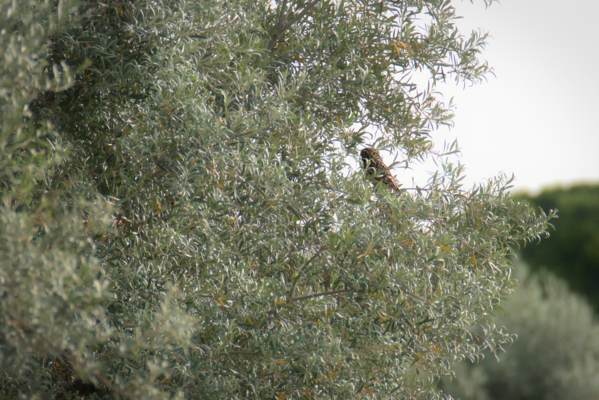 כוס החורבות - ML620652355