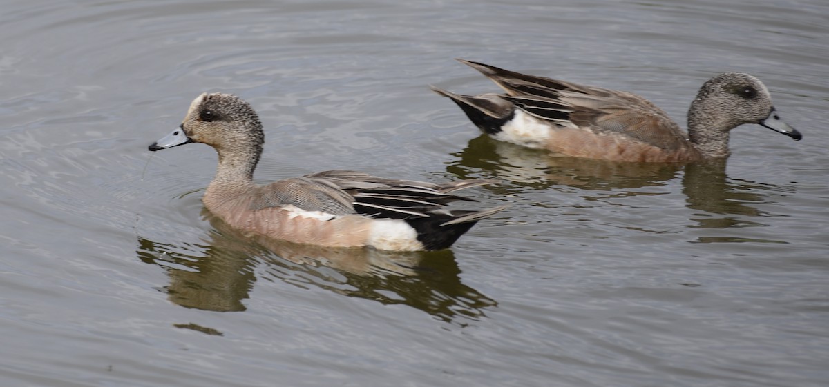 American Wigeon - ML620652360