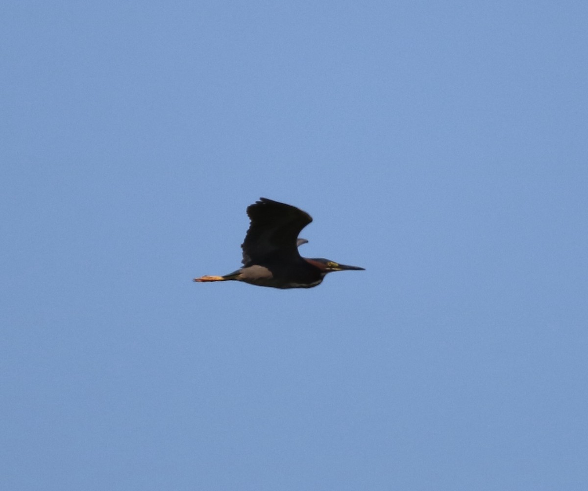 Green Heron - Carla Morris