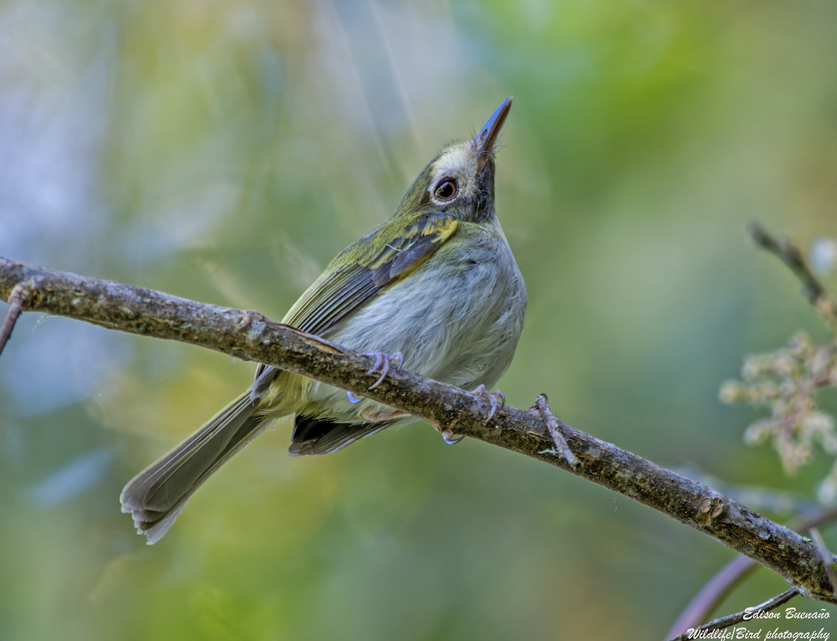 Black-throated Tody-Tyrant - ML620652364