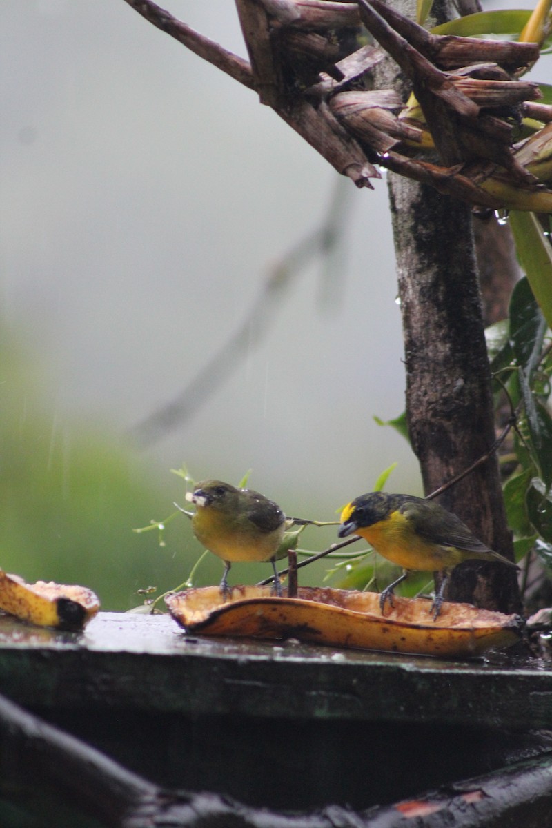 Thick-billed Euphonia - Moisés Mora Elizondo