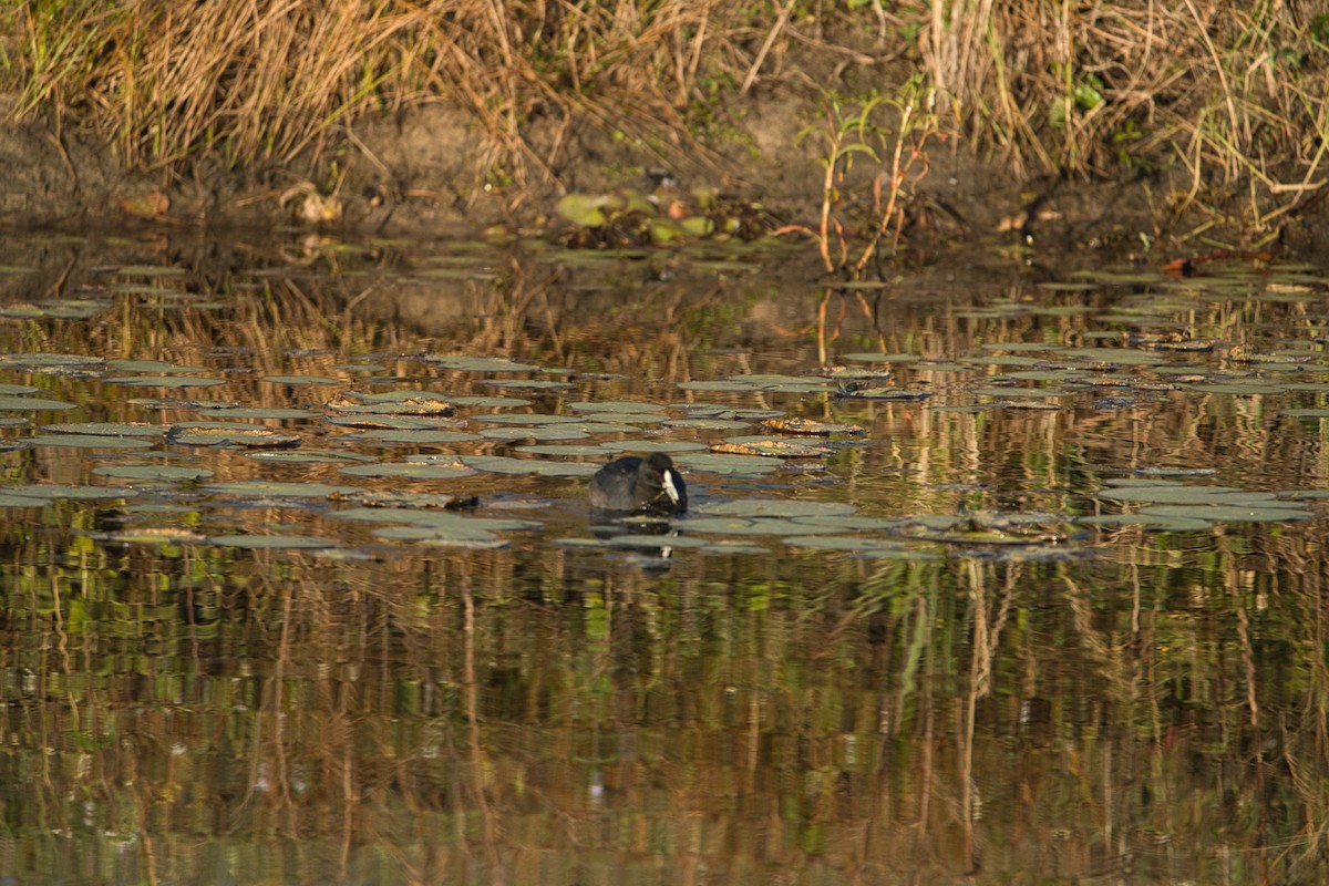 Eurasian Coot - ML620652374