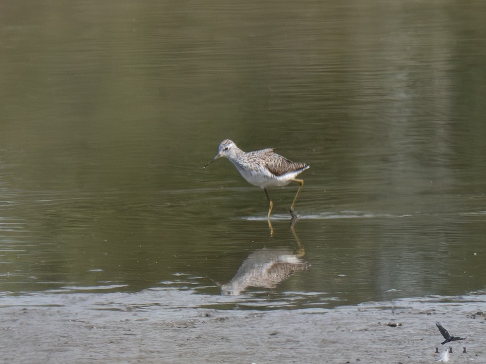 Marsh Sandpiper - ML620652377