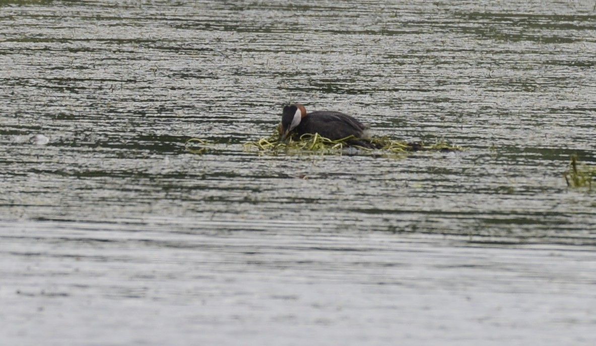 Red-necked Grebe - ML620652378