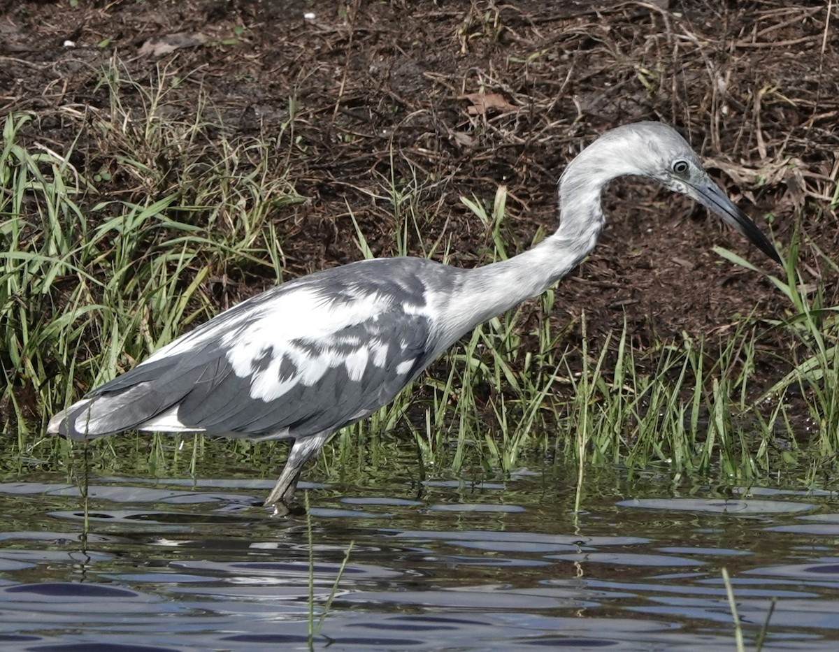 Little Blue Heron - ML620652380