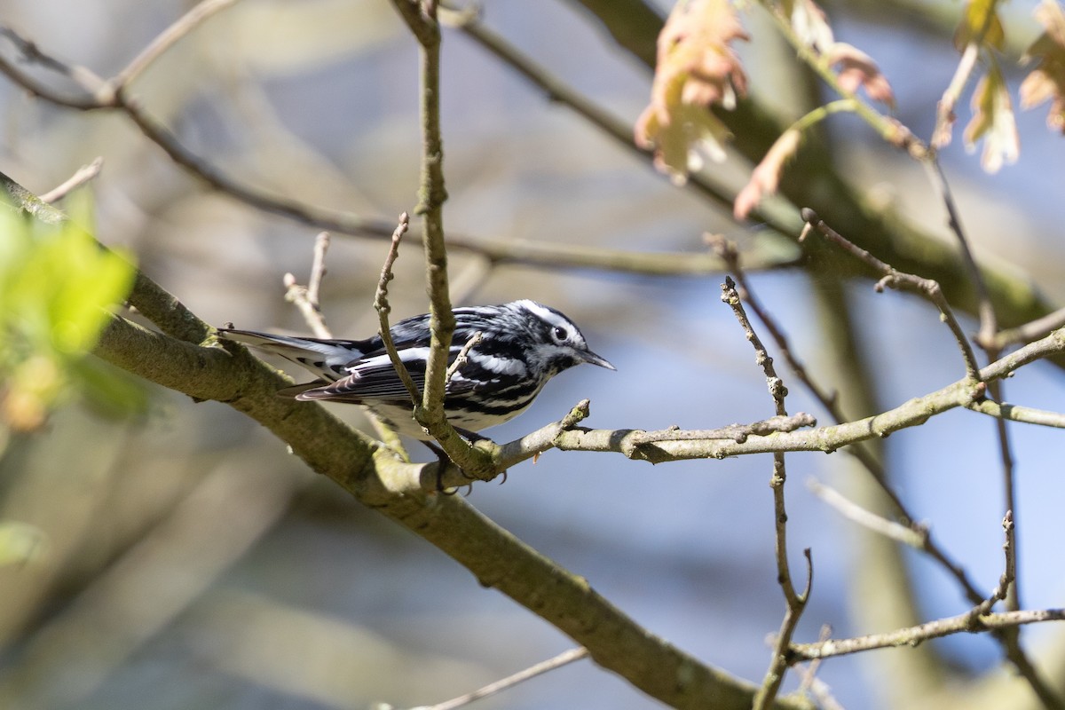 Paruline noir et blanc - ML620652381