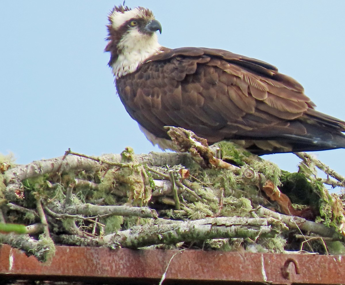 Águila Pescadora - ML620652382