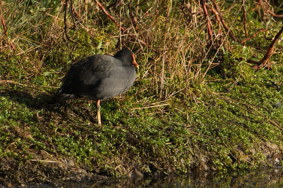 Australasian Swamphen - ML620652383