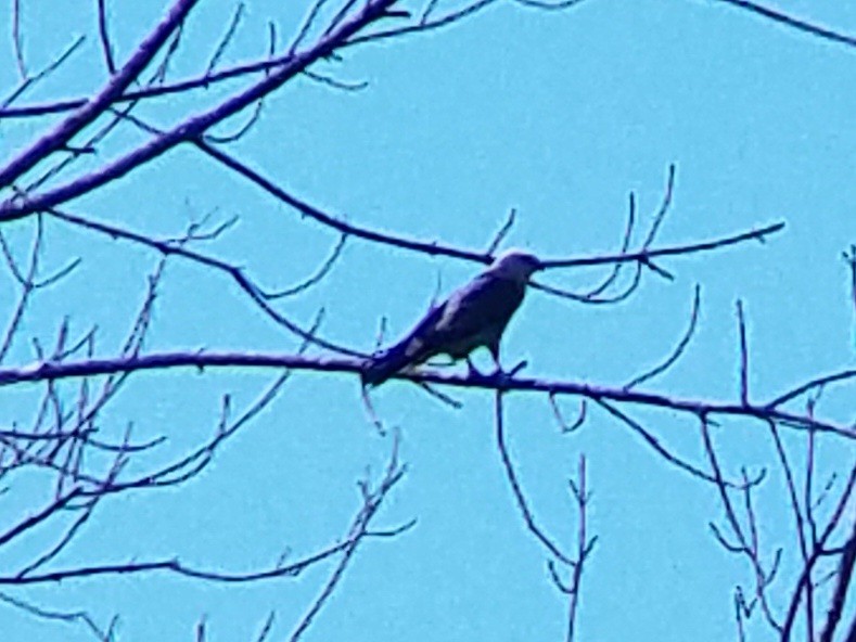 Mississippi Kite - ML620652384