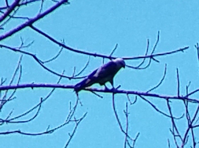 Mississippi Kite - ML620652385