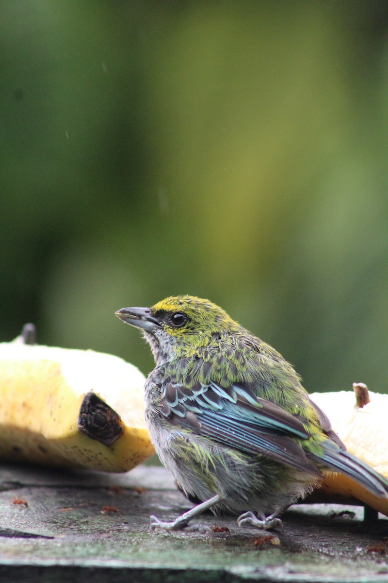 Speckled Tanager - ML620652386