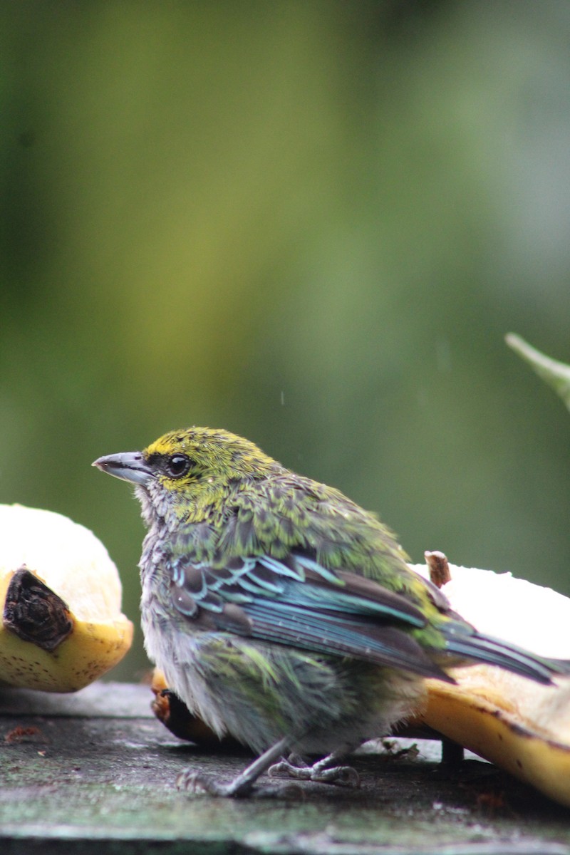 Speckled Tanager - ML620652387