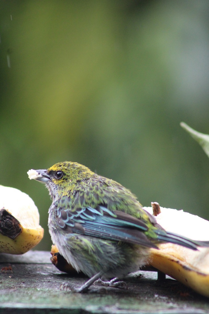 Speckled Tanager - Moisés Mora Elizondo