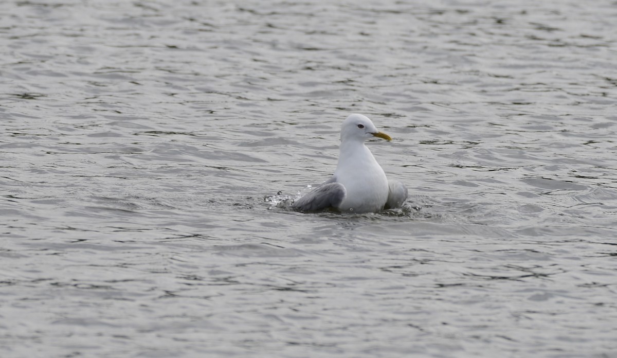 Short-billed Gull - ML620652389