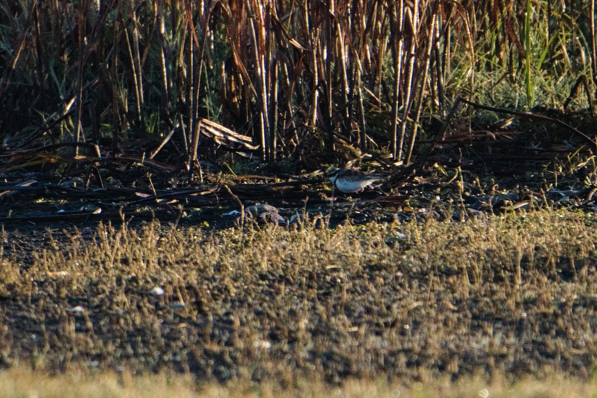 Black-fronted Dotterel - ML620652390