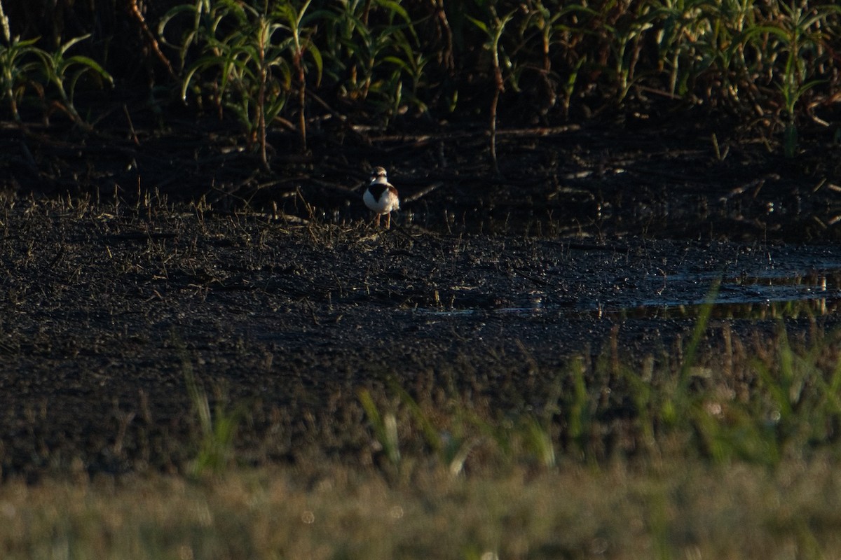 Black-fronted Dotterel - ML620652391