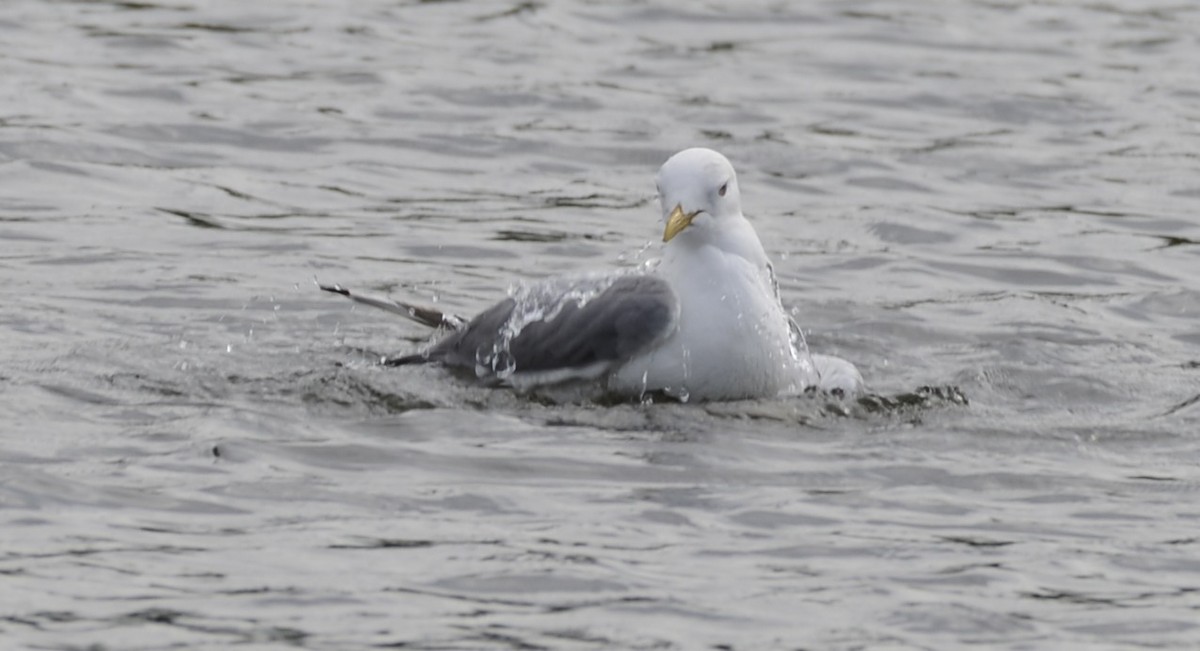 Short-billed Gull - Spencer Vanderhoof