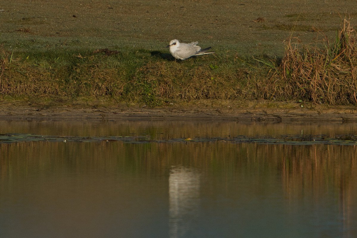 Australian Tern - Helen Leonard