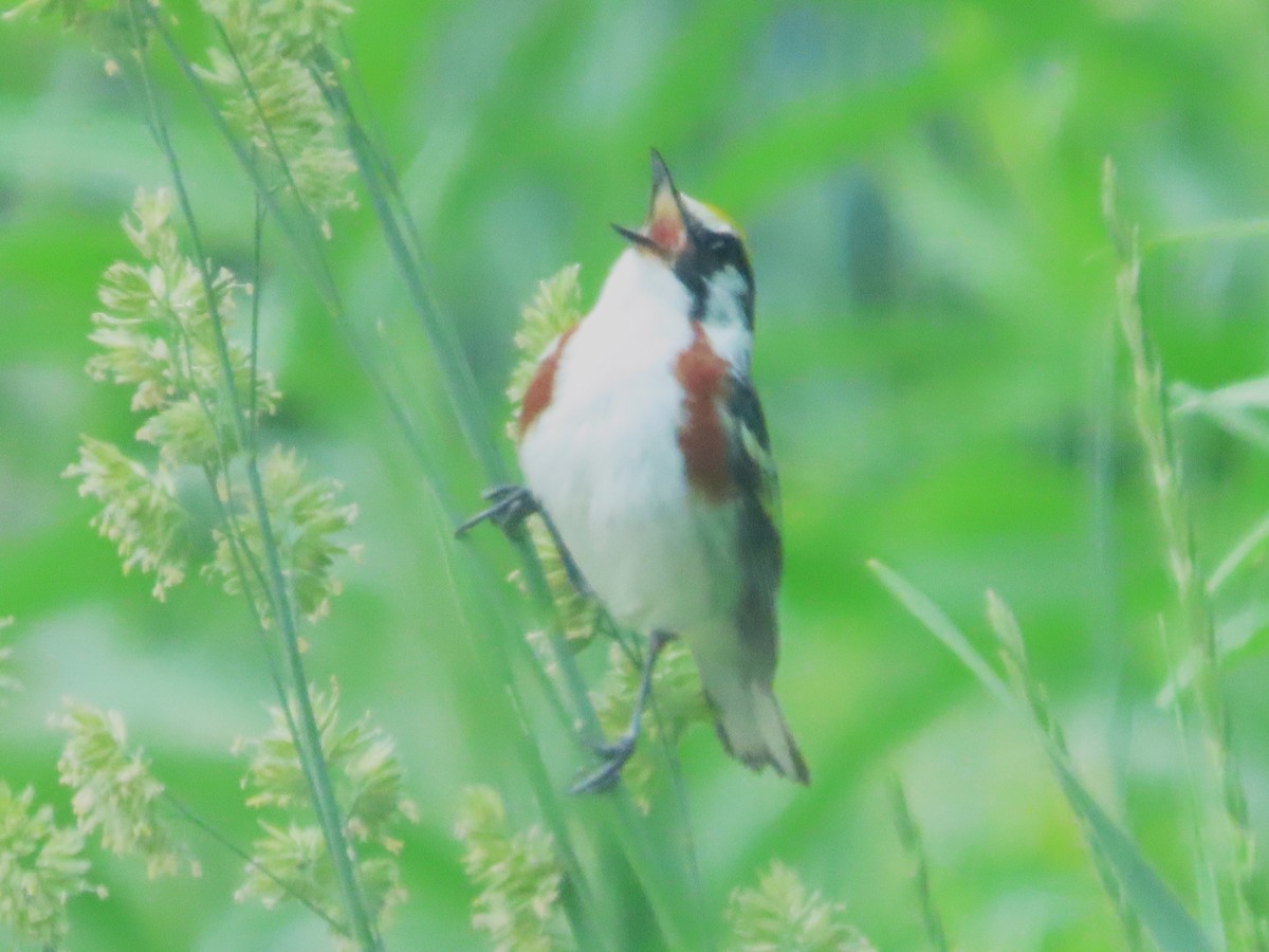 Chestnut-sided Warbler - ML620652397