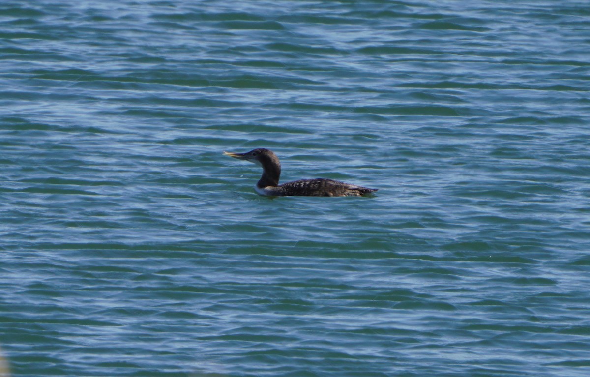 Yellow-billed Loon - ML620652400