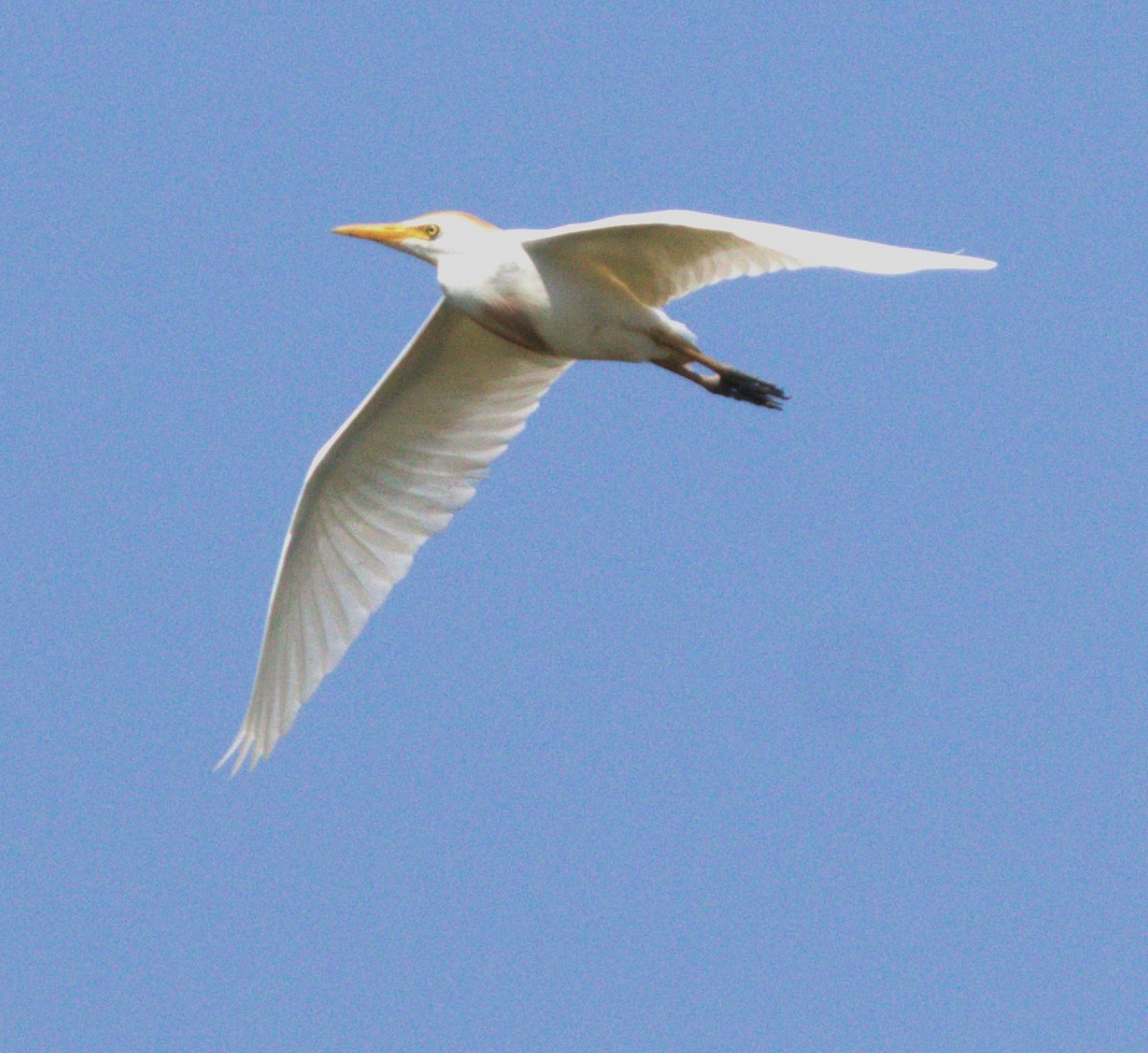 Western Cattle Egret - ML620652401