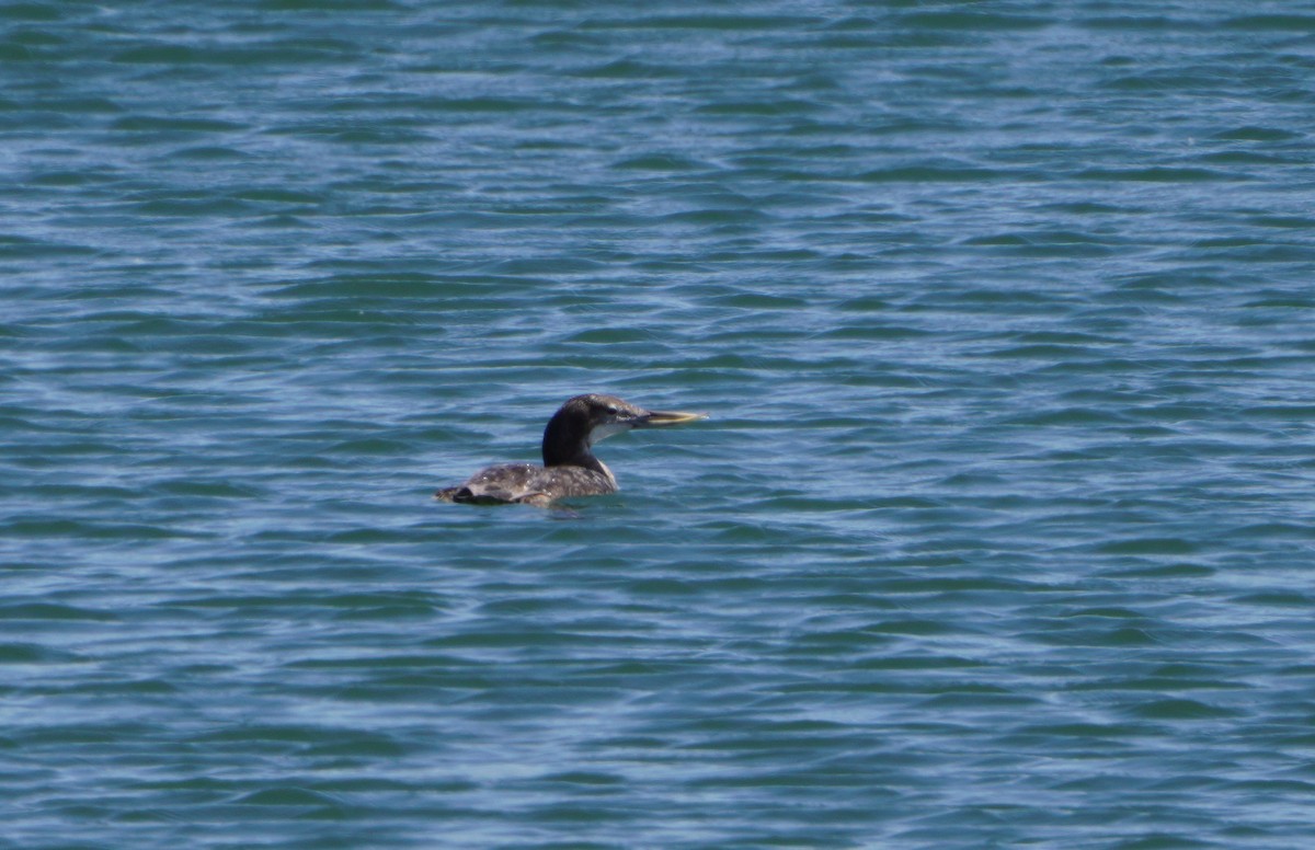 Yellow-billed Loon - ML620652402