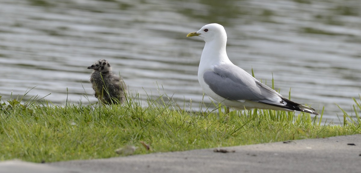 Short-billed Gull - ML620652403