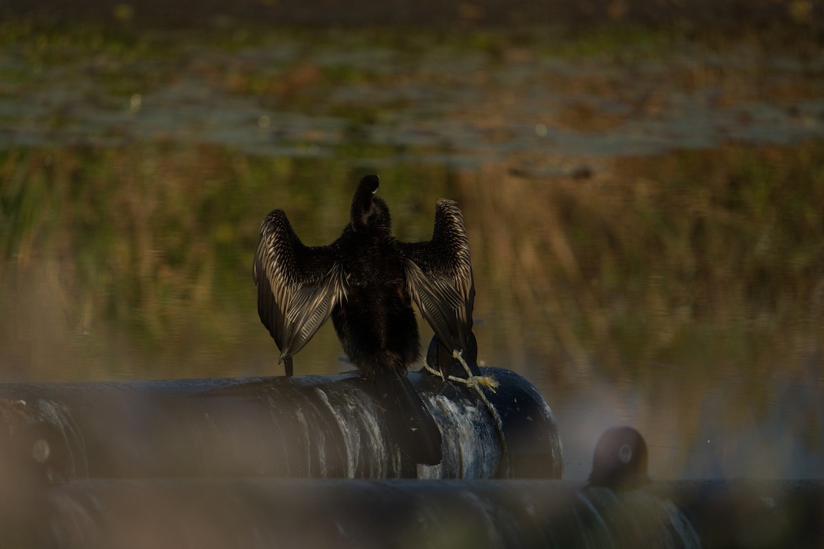 Australasian Darter - Helen Leonard