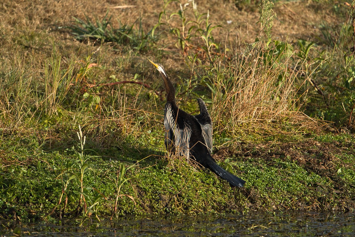 Australasian Darter - Helen Leonard