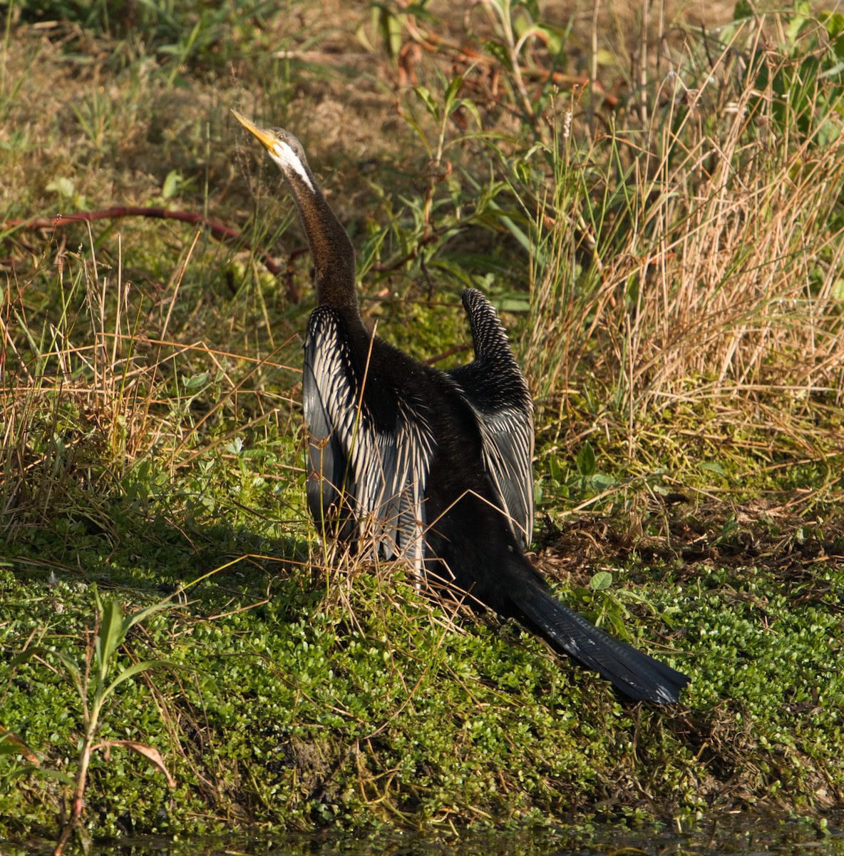 Anhinga Australiana - ML620652406