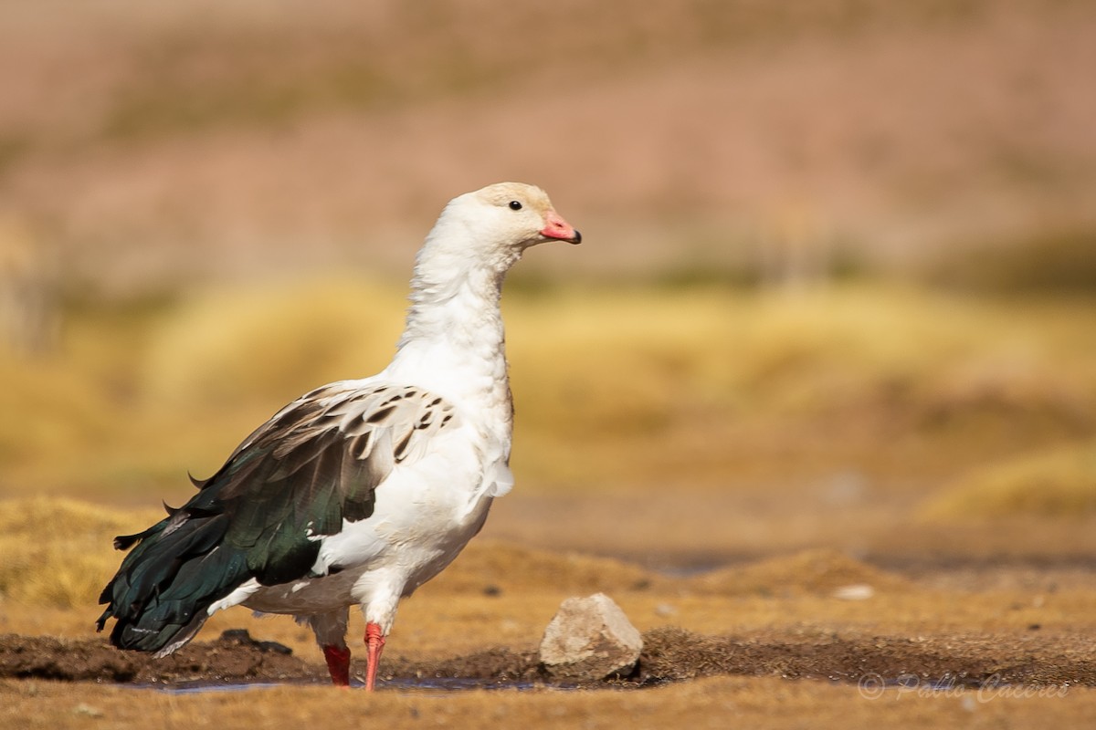 Andean Goose - ML620652410
