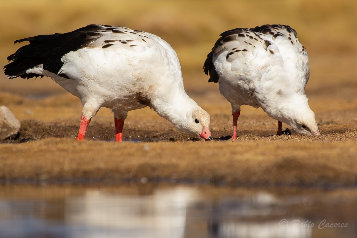 Andean Goose - Pablo Andrés Cáceres Contreras