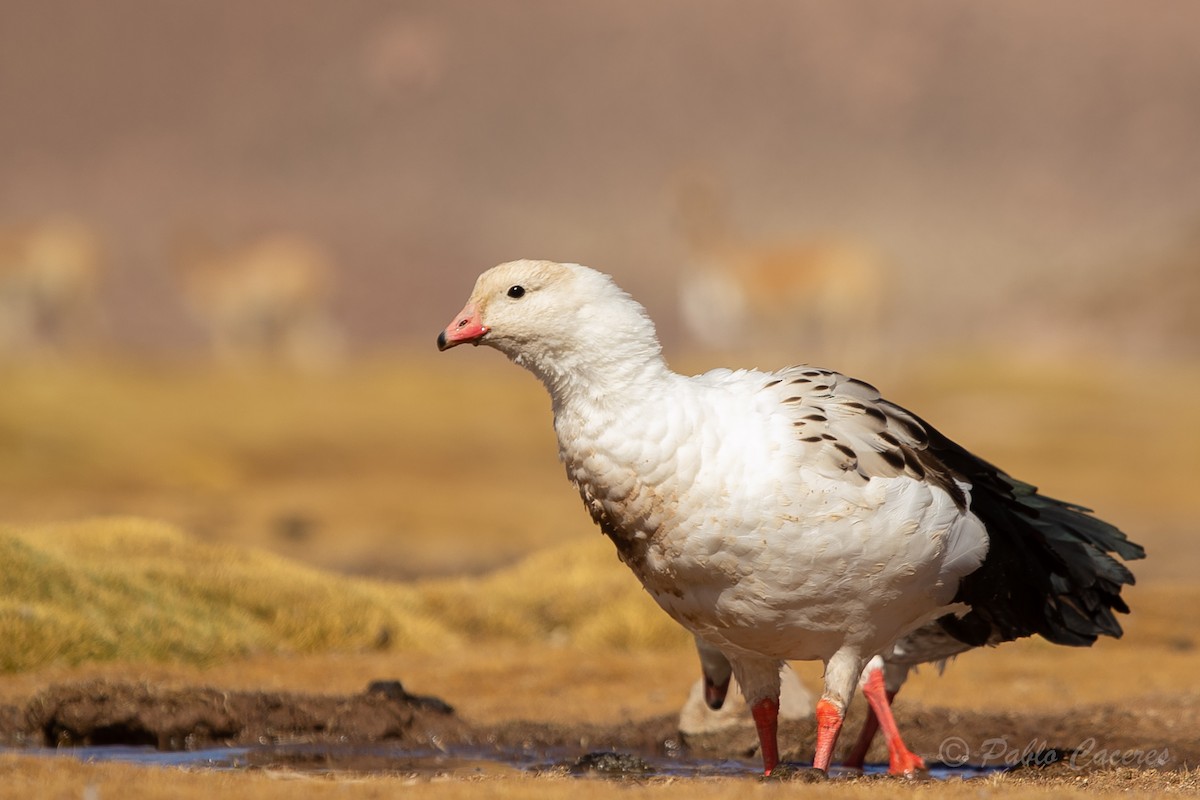 Andean Goose - ML620652414